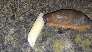 Slug Eating Pasta Time Lapse With Doom Music [upl. by Portuna]