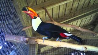 Toco Toucan Croaking Sound [upl. by Marena]