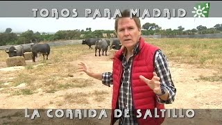 Toros de Saltillo comida previa a la lidia de Madrid ganadería centenaria  Toros desde Andalucía [upl. by Ateuqirne]