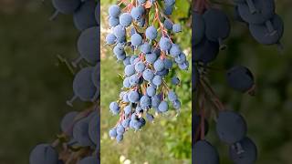 Berberis Darwinii vs Mahonia wildfood foraging [upl. by Marzi]