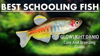 Glowlight Danios  Breeding amp Care Guide Best Freshwater Schooling Fish For Your Aquarium [upl. by Amandy]