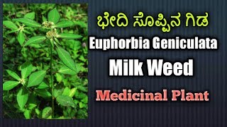 ಭೇದಿ ಸೊಪ್ಪಿನ ಗಿಡ Milk Weed Euphorbia Geniculata [upl. by Lauretta284]