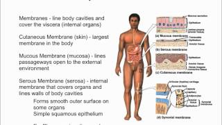 Body Membranes [upl. by Stegman]