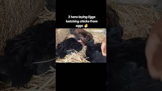 3 hens laying 🥰 eggs hatching chicks from eggs 🥵 Roster Aseel murga 🥰 [upl. by Edholm]