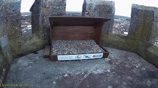 Chichester Cathedral 1 Peregrine Nest☀️120424 [upl. by Grindlay]