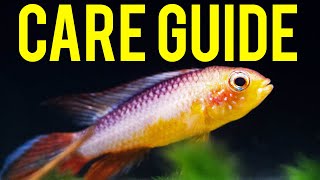 Apistogramma Agassizii ​Care Guide  Colorful Centerpiece Fish for Nano Tanks [upl. by Nwahsuq95]