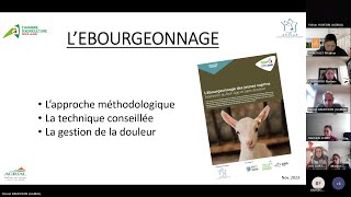 Webinaire L’écornageébourgeonnage en élevage caprin – Les bonnes pratiques [upl. by Alleiram838]