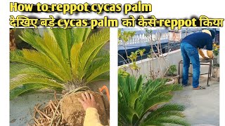 देखिए बड़े cycas palm को कैसे reppot किया  How to reppot cycas palm gardening planter [upl. by Smeaj323]