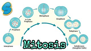 Mitosis በአማርኛ Grade 10 Biology Unit 2 Part 2 [upl. by Leber]