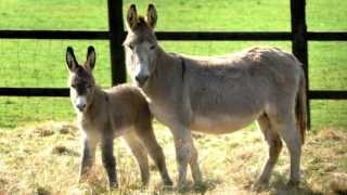 Donkey Sounds With Donkey Pictures [upl. by Greenwald321]