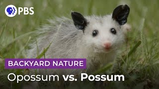 Mythbusting Opossum Facts  Backyard Nature [upl. by Dall]