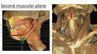 ANATOMY OF THE SUBMANDIBULAR REGION [upl. by Letnuhs]