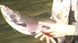 Chilliwack River Vedder River Salmon run Fall of 2013 BC Canada [upl. by Yecniuq159]