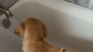 Golden Retriever recibira du bańo despues de 2 semanas de ser estetilizada 👏🏻👏🏻👏🏻👏🏻 [upl. by Yllah303]