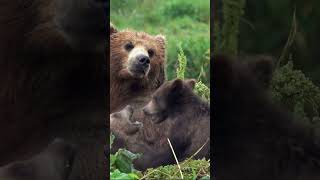 The Remarkable Hibernation of Bears  The Wild Animal Facts [upl. by Eelanna]