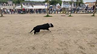 V7 Fête du Cheval Landerneau 29 [upl. by Daphna]