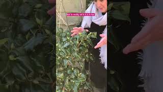 Is leaf curl on camellias a disaster shorts gardening growingflowers [upl. by Judus]