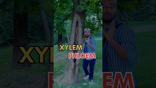 Plant facts  Xylem vs Phloem xylem phloem plants plantfacts [upl. by Asyl]