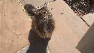 Maine Coon Cat Talking Purring amp Bursting With Affection [upl. by Nauqad261]