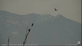 Cernícalos Webcam laguna Riet Vell seobirdlife [upl. by Nerahs]