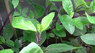 Gynura Procumbens Longevity Spinach [upl. by Ahsiket690]