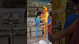 Macaw bird feeding macaw macawparrot macawbird [upl. by Newo912]