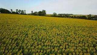 Sunflower fields Ukraine [upl. by Lyrret171]