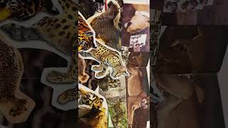 Ignore the shaky ass hands 😭 fyp cat endangeredspecies art collage fypシ゚viral bigcats [upl. by Bucky193]