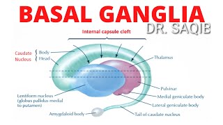 Basal Ganglia  Structure and Function  Neuroanatomy [upl. by Beitnes380]