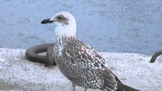 Gaviota comiendo estrella de mar [upl. by Ellett]