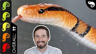 Bamboo Rat Snake The Best Pet Snake [upl. by Buchanan362]