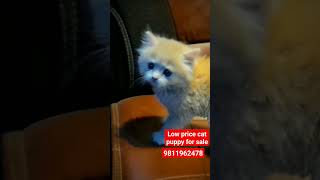 cheapest price Persian kittens and cats for sale  low price cat puppy for sale  cat for sale [upl. by Lertnek]