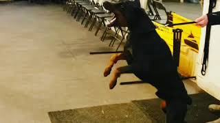 Aggressive Doberman Attacks  Making real aggression in protection [upl. by Bindman]