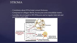 Anatomy of Cornea [upl. by Onra]