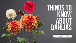 Dahlia flowers How to grow in pots care for them propagate them and handle them in winter [upl. by Dodi]