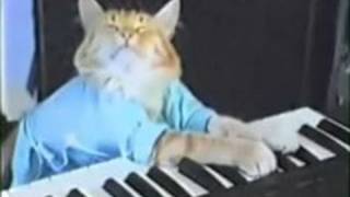 JUST DISCOVERED  Keyboard Cats RARE Alternate Take [upl. by Ramraj]