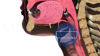 Functioning of the Upper Esophageal Sphincter  Michael Groher  MedBridge [upl. by Analed]