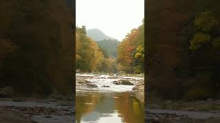 Autumn river sounds autumn river [upl. by Kcirdot]