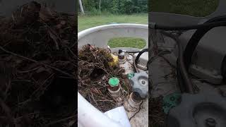 Carolina Wrens Nested in the Lid of my Propane Tank birds [upl. by Weitzman171]