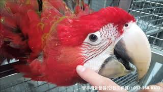 홍금강앵무새분양 Green wing macaw for sale [upl. by Alekat]