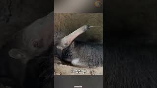 Giant anteater eats up 35000 insects a day [upl. by Eelime403]