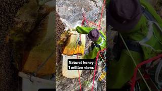 Have you ever seen natural cliff honey EP117 short wildhoney honey [upl. by Barnabe]