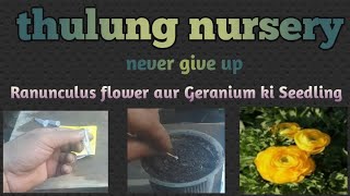 Ranunculus flower aur Geranium ki seedling Ranunculus🌷🍀🌷🍀🌷☘️🌷 plants plantlover thulungnursery [upl. by Goodman]