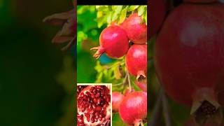 New Pomegranate tree planting Methods to Harvesting Pomegranates shorts satisfying farming [upl. by Eyar]