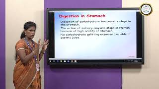 Digestion of Carbohydrates  Ms E Jancy Mary [upl. by Gnilrad]