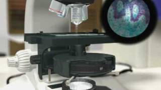 Kohler Illumination  Dr Othon Gervasio  3D Scientific Animation [upl. by Mientao812]