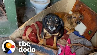 Dumped Dog Siblings Were So Scared To Get Rescued  The Dodo [upl. by Adnilre]