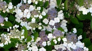 Hydrangea macrophylla Lacecap [upl. by Hymie922]