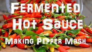 Homemade Tabasco Hot Sauce  Making Pepper Mash  Part 1 of 2 [upl. by Nanyt]