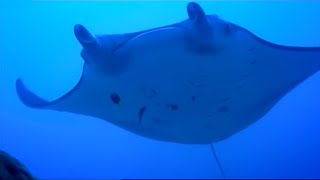 Diving with GIANT Manta Rays  Pacific Abyss  BBC Earth [upl. by Haon]